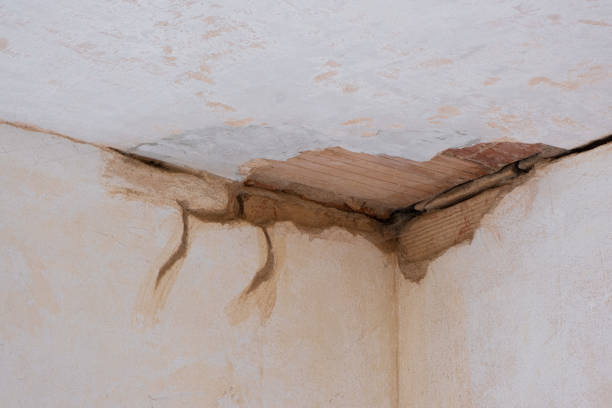 Best Mold removal after water damage  in Fowler, MI