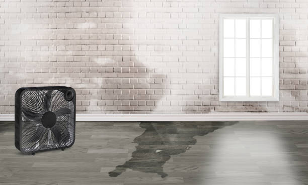 Trusted Fowler, MI Water damage restoration Experts